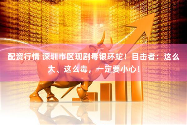 配资行情 深圳市区现剧毒银环蛇！目击者：这么大、这么毒，一定要小心！