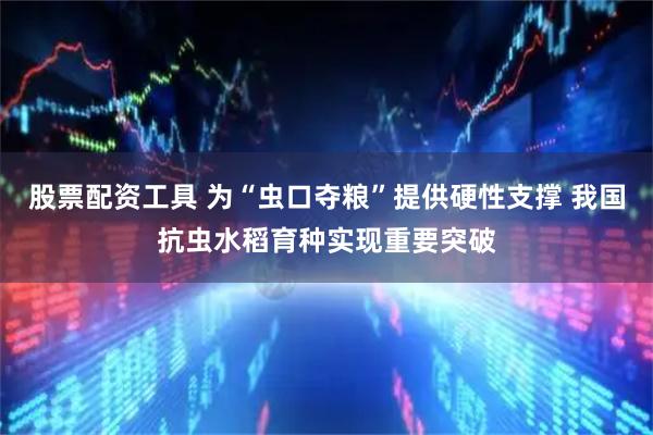 股票配资工具 为“虫口夺粮”提供硬性支撑 我国抗虫水稻育种实现重要突破