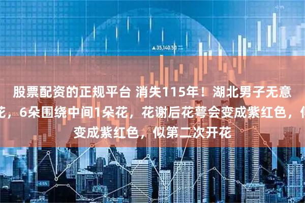 股票配资的正规平台 消失115年！湖北男子无意中发现七子花，6朵围绕中间1朵花，花谢后花萼会变成紫红色，似第二次开花
